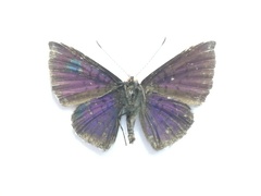 Calephelis velutina