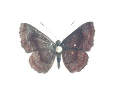 Calephelis velutina