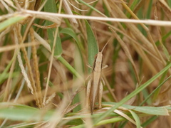 Euchorthippus albolineatus