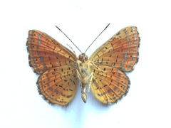 Calephelis velutina