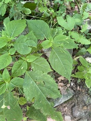 Impatiens parviflora