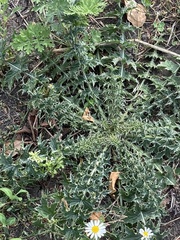 Heliothis adaucta