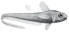 Deepsea Whiptail photo 3