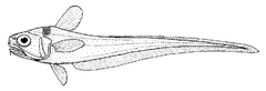 Deepsea Whiptail photo 4