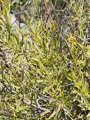 Baccharis