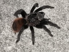 Tliltocatl epicureanus