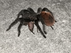 Tliltocatl epicureanus