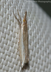 Raphiptera argillaceellus