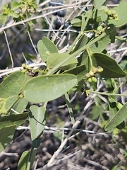 Cocculus diversifolius