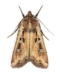 Euxoa ochrogaster