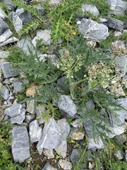 Heracleum freynianum