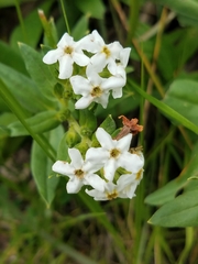 Lithospermum distichum