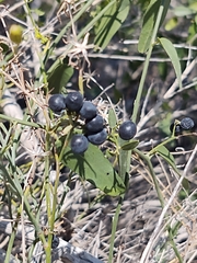 Cocculus diversifolius