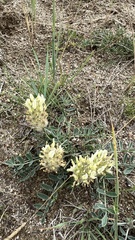 Astragalus lupulinus