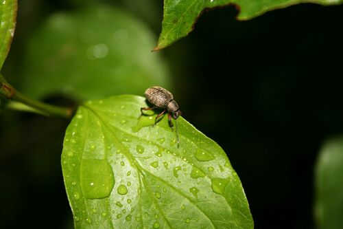 Dodecastichus geniculatus