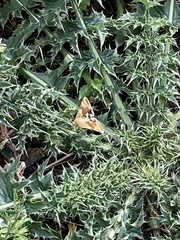 Heliothis adaucta