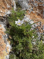 Pulsatilla tenuiloba