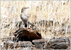 Certhilauda subcoronata
