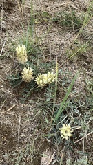 Astragalus lupulinus