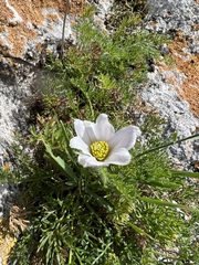 Pulsatilla tenuiloba