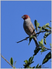 Amadina erythrocephala