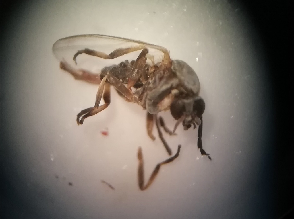 Simulium equinum