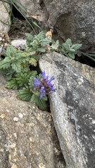 Dracocephalum pinnatum