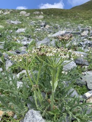 Heracleum freynianum