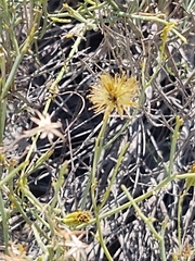 Porophyllum scoparium