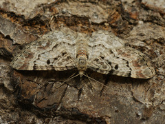 Eupithecia abietaria