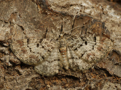 Eupithecia abietaria