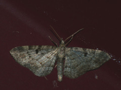 Eupithecia abietaria