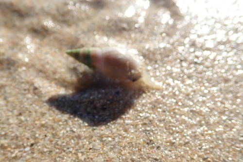 Bullia rhodostoma