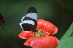 Heliconius sapho sapho