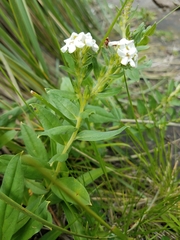 Lithospermum distichum
