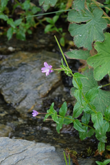 Epilobium alpestre