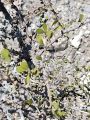 Schaefferia cuneifolia