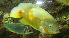 Astronotus