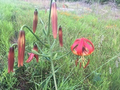 Lilium pyrophilum