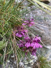 Pedicularis verticillata