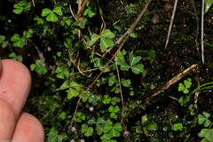 Oxalis metcalfei