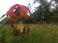 Lilium pyrophilum