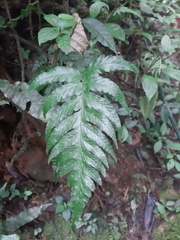 Diplazium cristatum