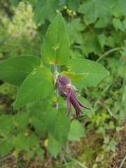 Salvia fulgens