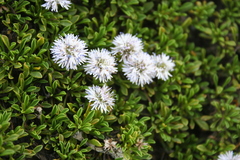 Globularia repens