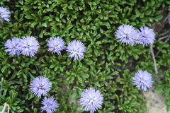 Globularia repens