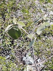 Cordia boissieri