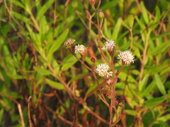 Palafoxia lindenii