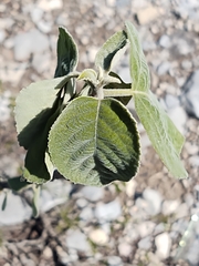 Cordia boissieri