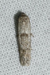Hypatopa punctiferella